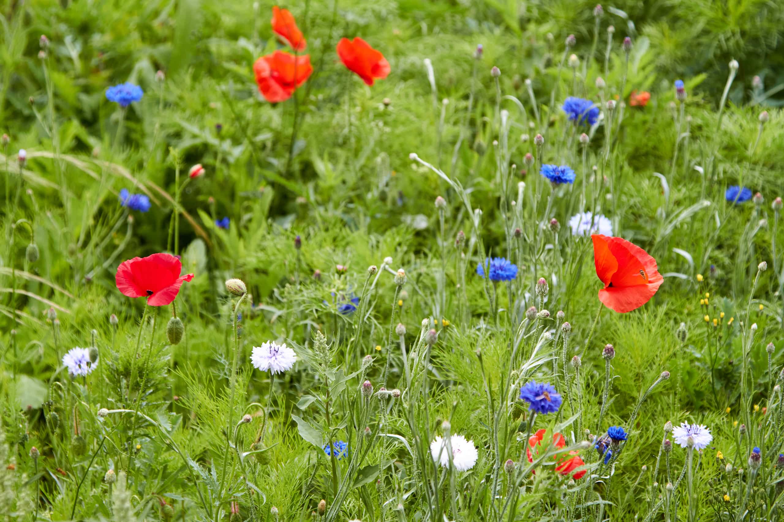 Coquelicots