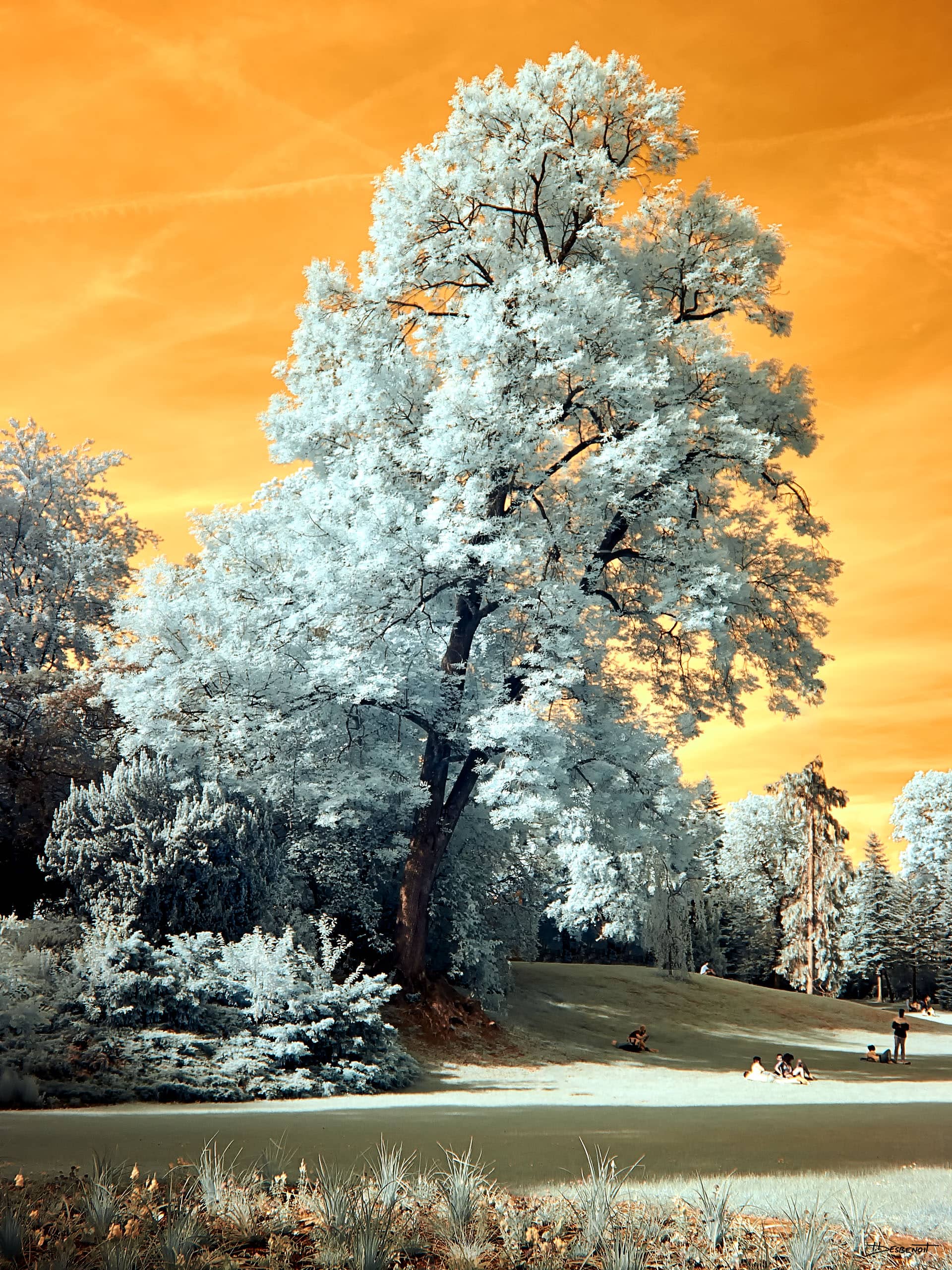 190604180942  MG 5310 X3N