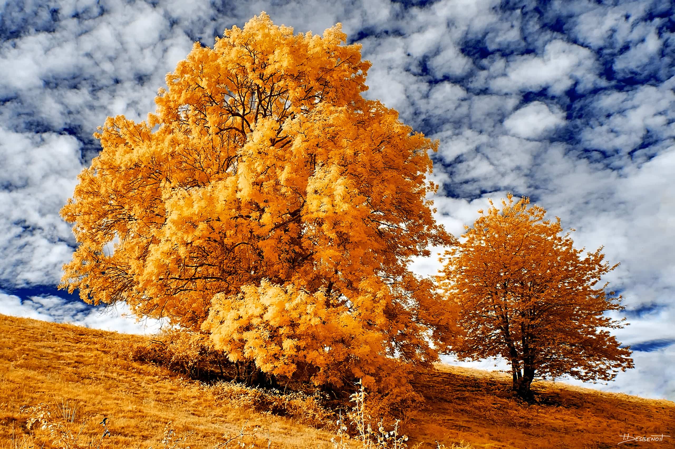 190918095849  MG 5322 X3N